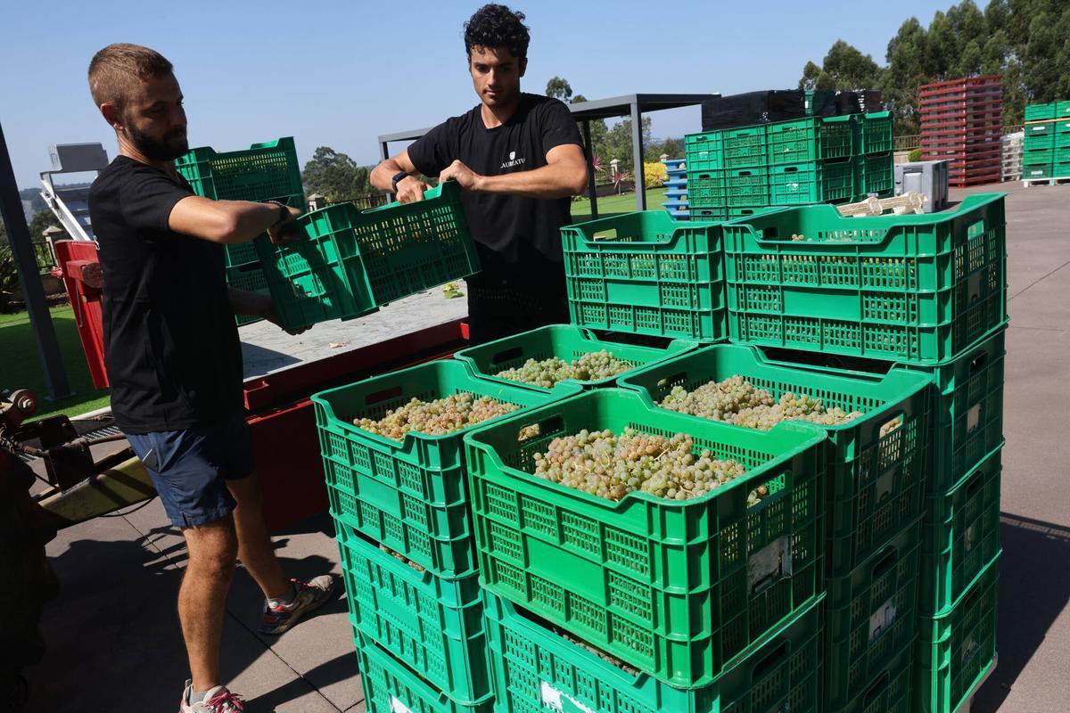 La vendimia en Bodegas Laureatus, en San Martiño de Meis.