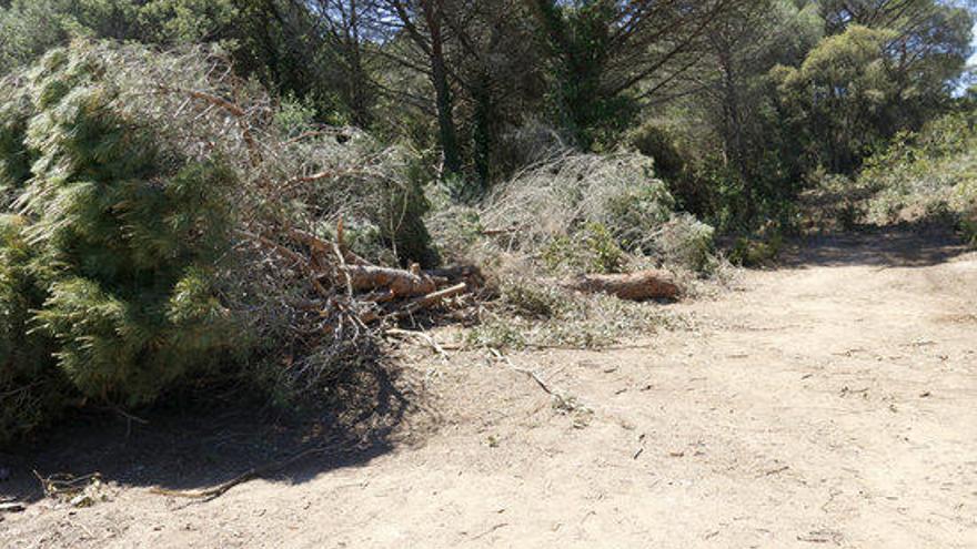 Alguns arbres apilats que han tallat per fer les obres de servei.