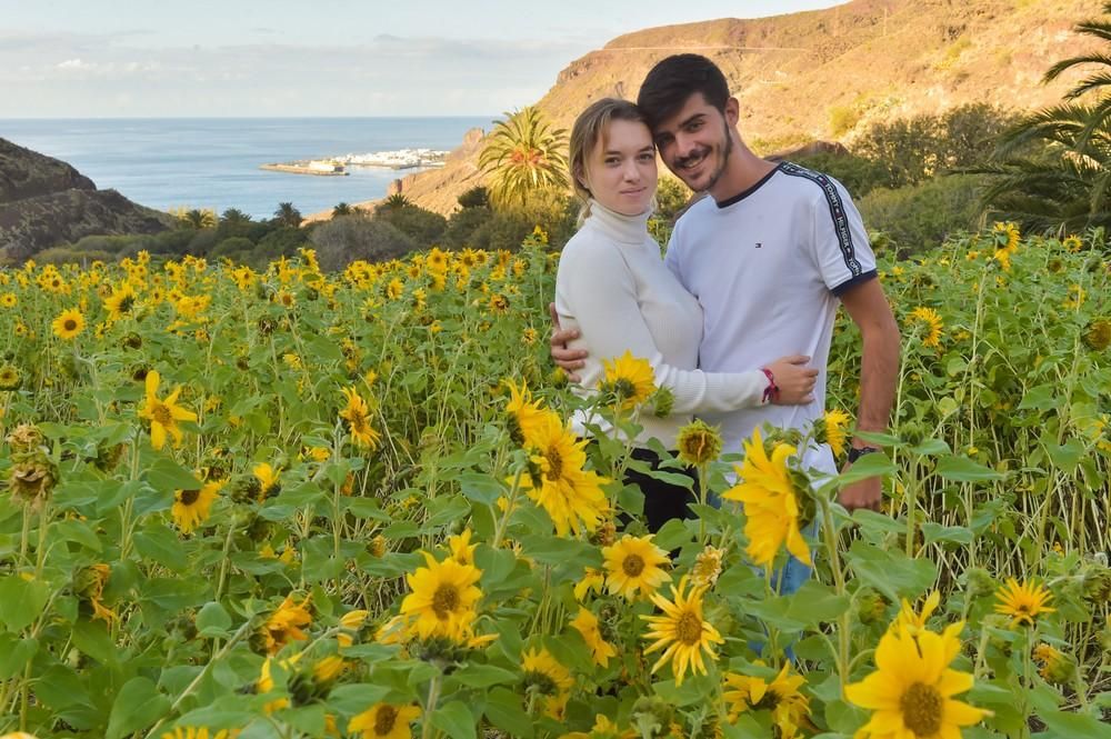 Girasoles en Guayedra (Agaete)