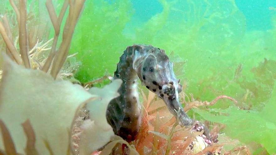 Un caballito de mar, en el medio natural. // Documental &quot;SyngDoc&quot;