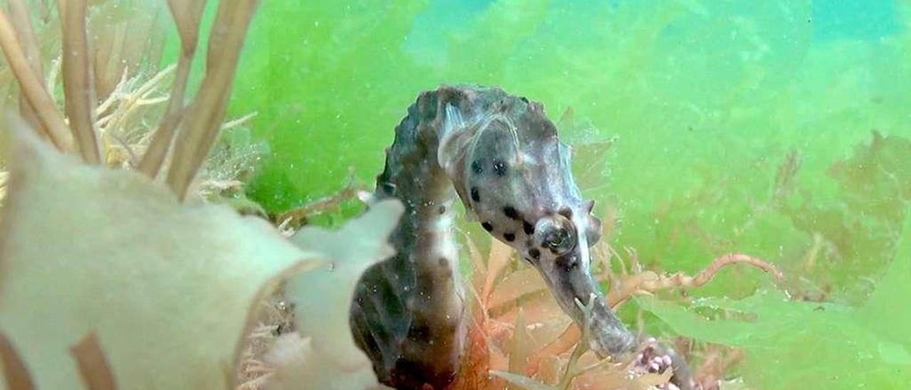 Un caballito de mar, en el medio natural. // Documental &quot;SyngDoc&quot;