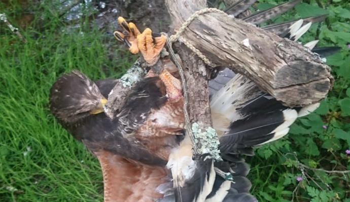 Los animales rescatados por la Policía Local en el último año