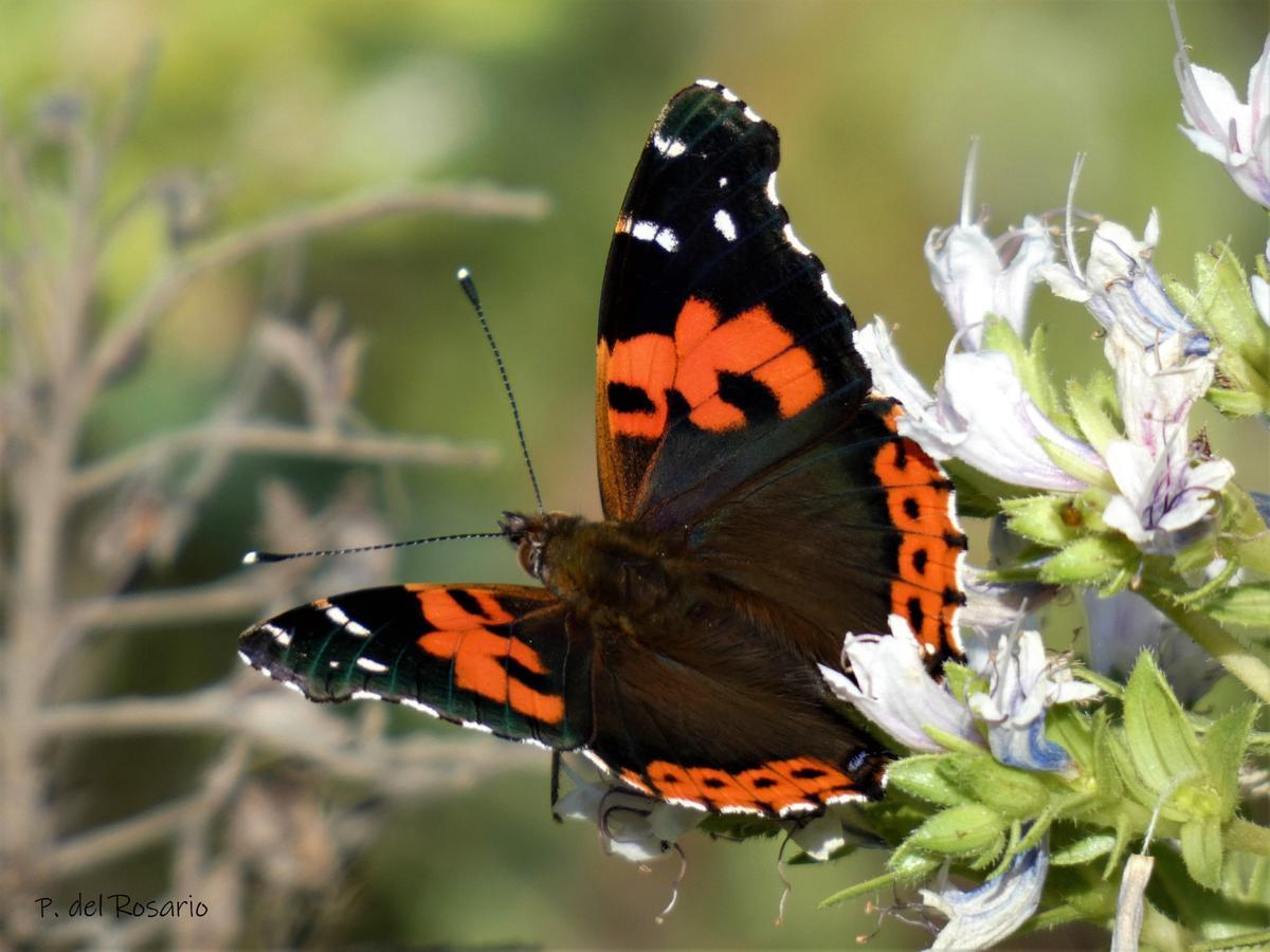 'Vanessa indica canaria'.