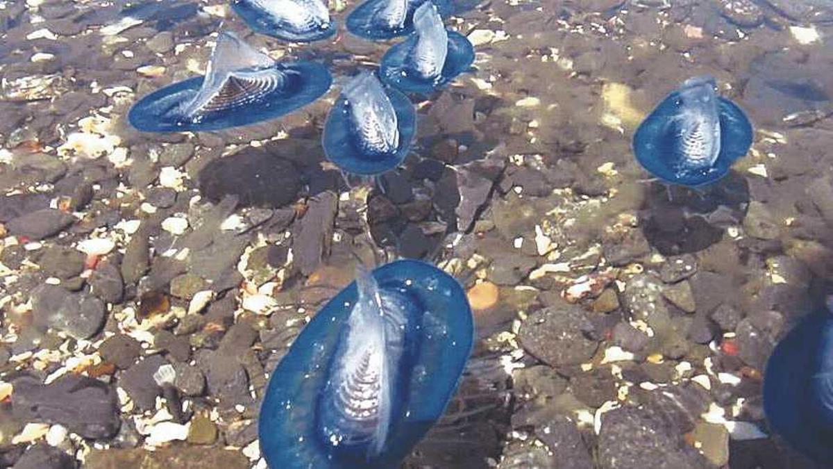 Velella velella, sense cap perill.