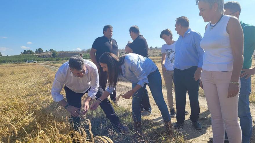 La campaña de la DOP Arroz de Calasparra espera recolectar  tres millones de kilos de excelente calidad