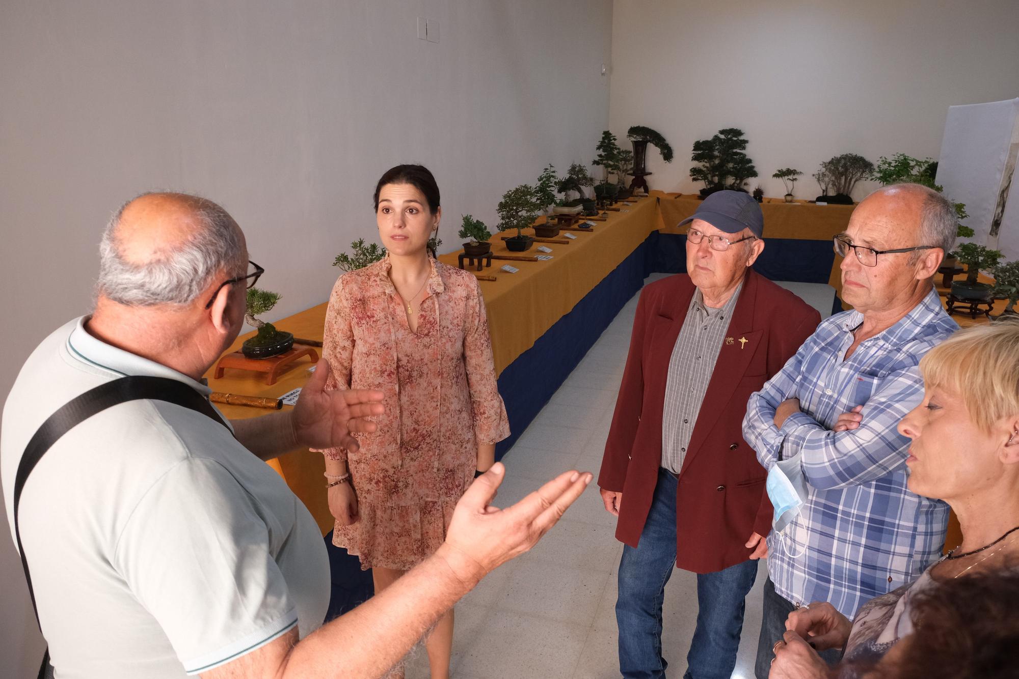 El arte del bonsai se expone en Elche