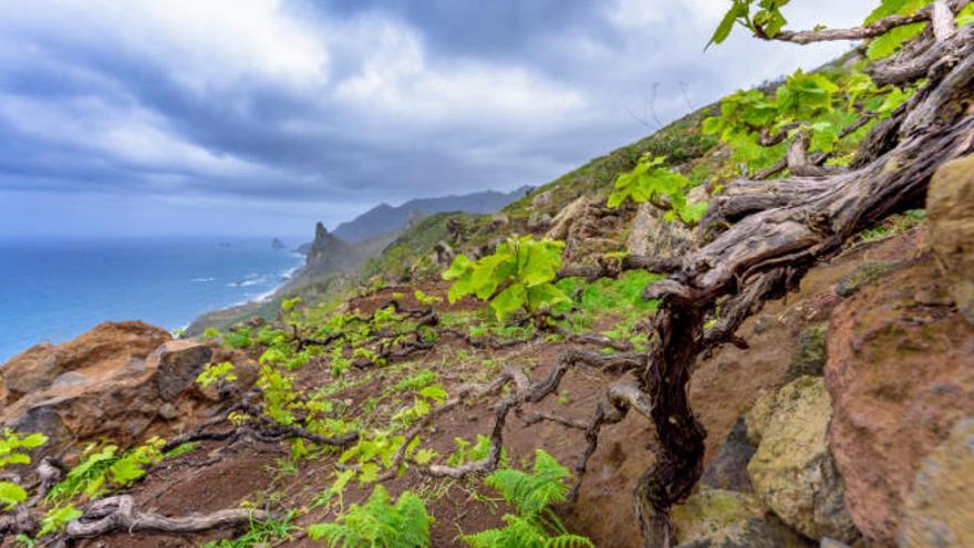 Viñedo de Margalagua en Santa Cruz de Tenerife.