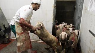 Bélgica quiere poner fin a las excepciones en los mataderos por motivos religiosos