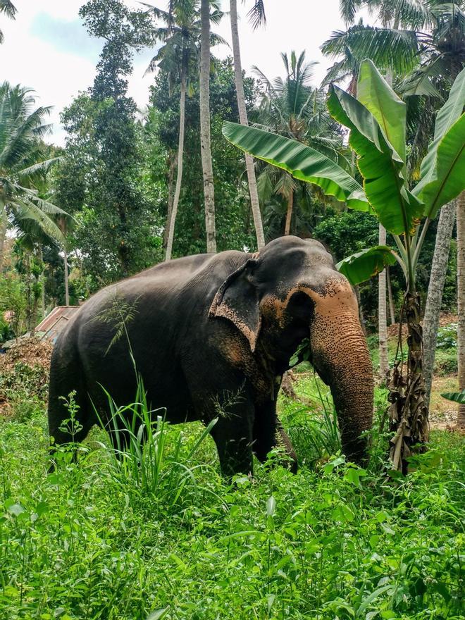 Orfanato de elefantes, Sri Lanka