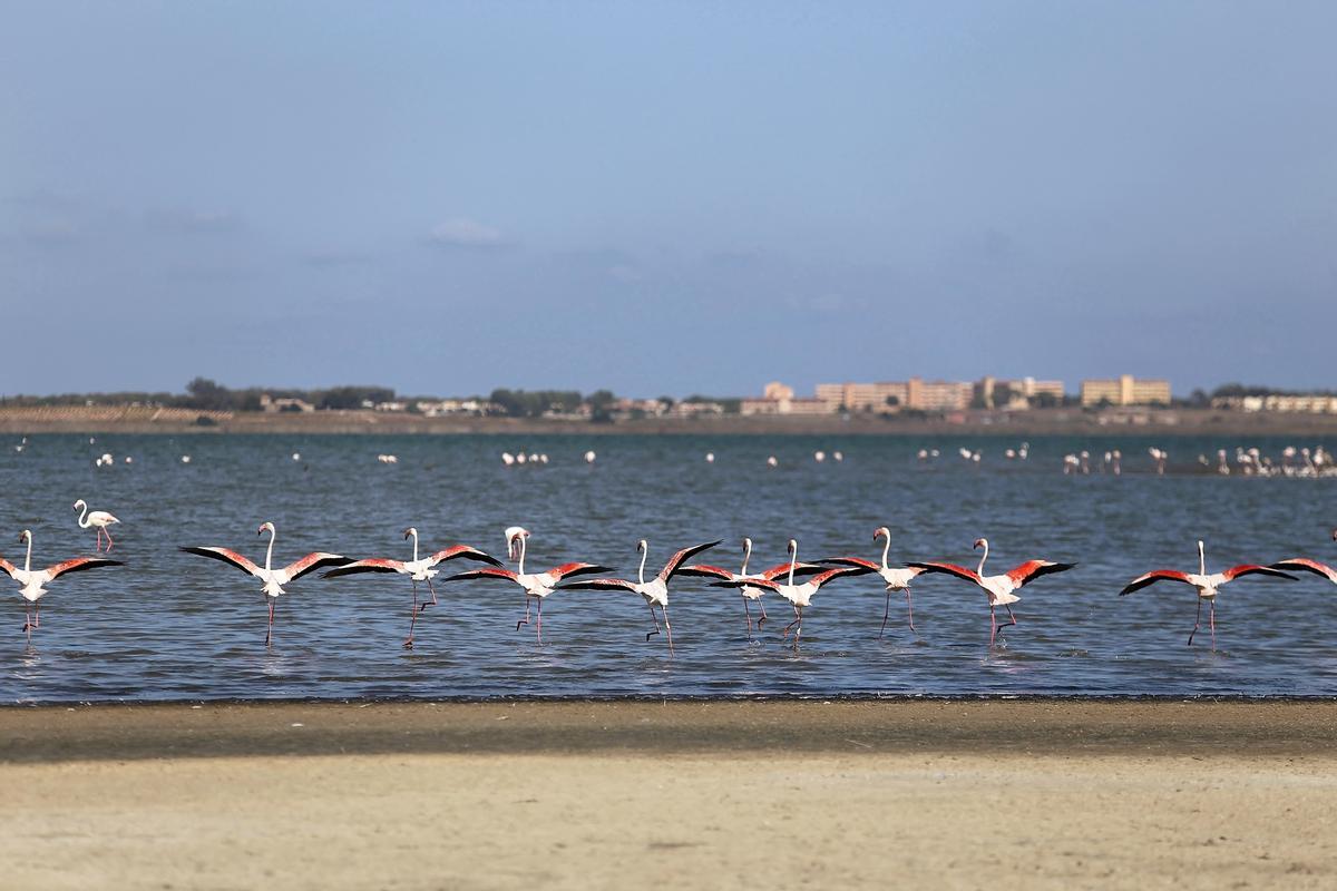 Flamencos en el Parque Natural de las Lagunas de Torrevieja y La Mata.