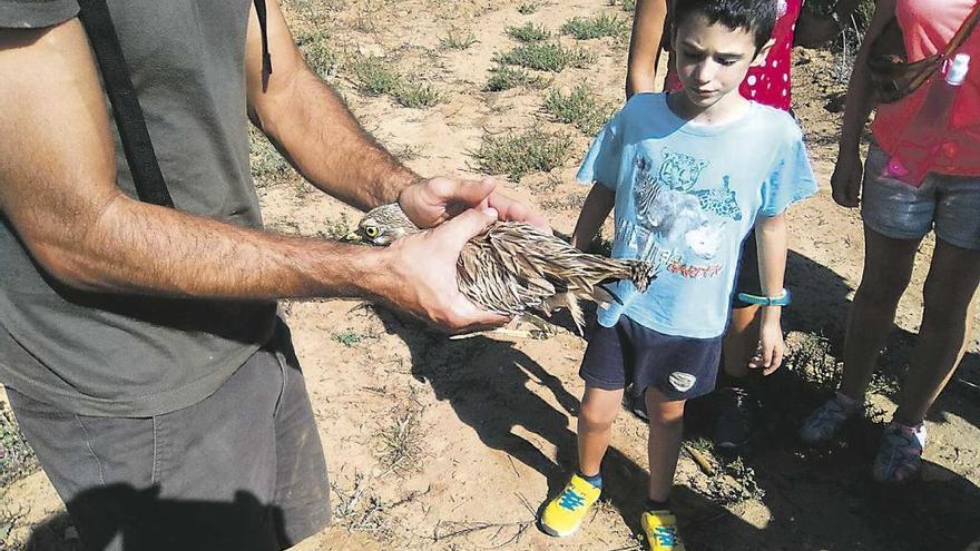 Liberan tortugas, aves y erizos en el parque natural de Mondragó