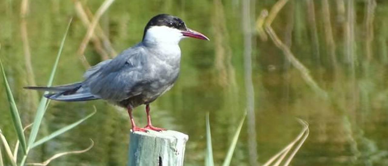 Los ruidos dejan al  marjal de Almardà sin la nidificación de varias aves