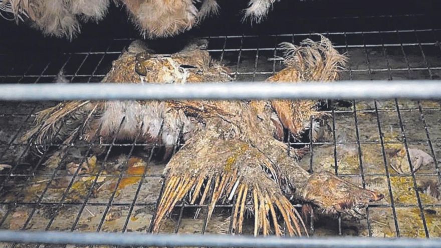 Cadaver putrefacto de una gallina junto a otras vivas. | ARDE