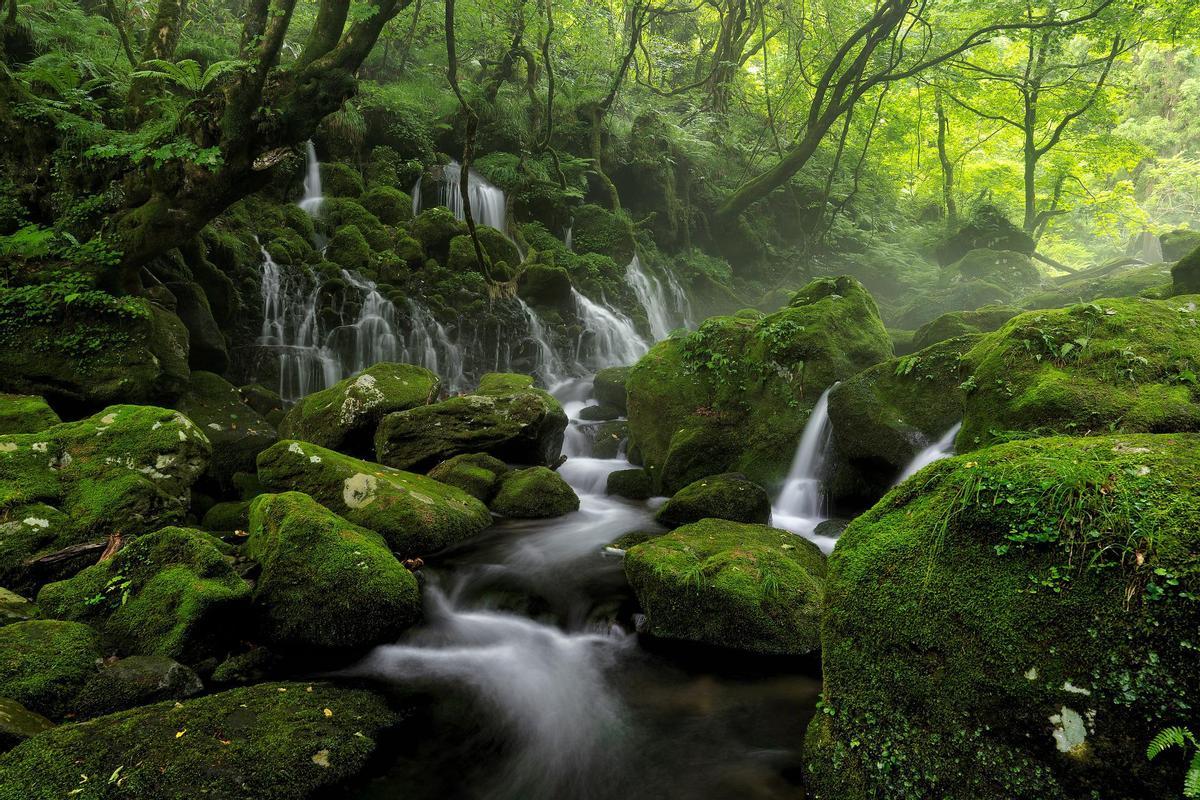 La Chlorella vulgrsis se obtiene de zonas húmedas de Japón y Taiwán