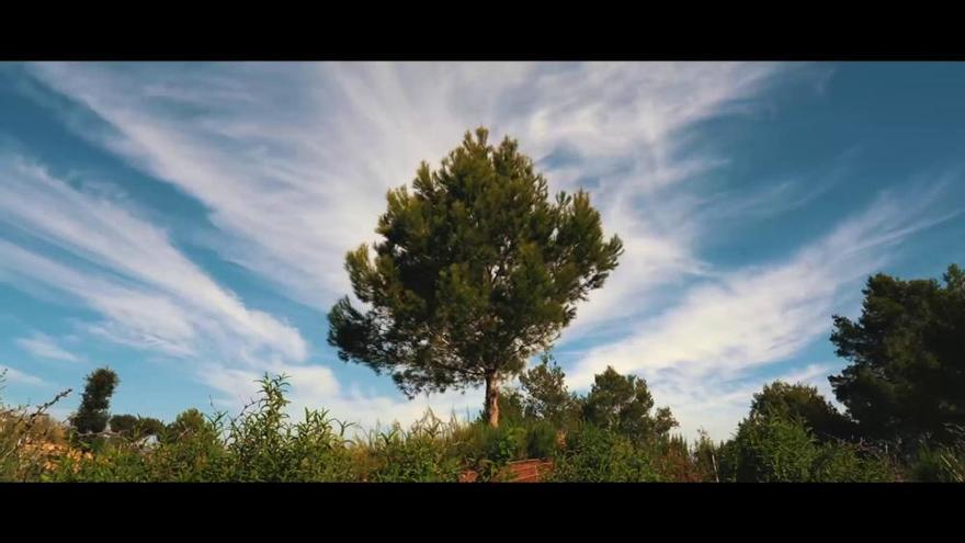 Un parque en Ibiza que crea música simplemente con plantas