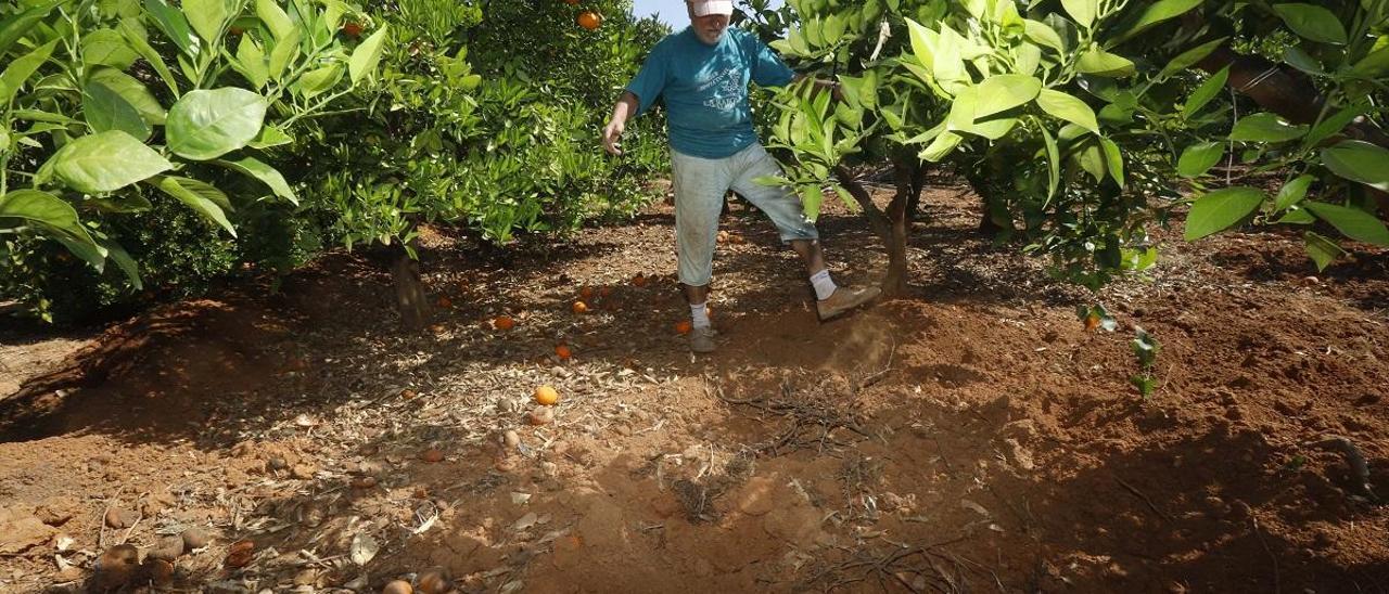 Alzira descarta la caza de jabalíes en la Murta y emplaza a realizar las esperas fuera