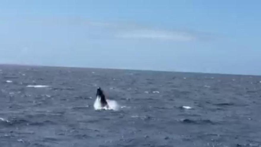 Avistada una ballena a cuatro millas de Puerto Rico