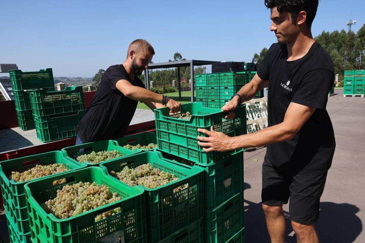 La vendimia en Bodegas Laureatus, en San Martiño de Meis.