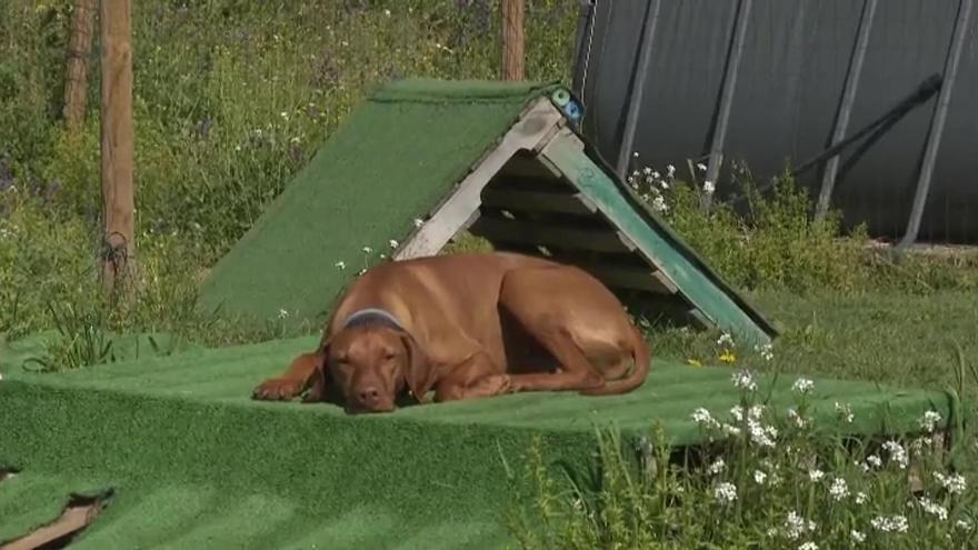 Cada vez son más los dueños que llevan a sus perros a la guardería