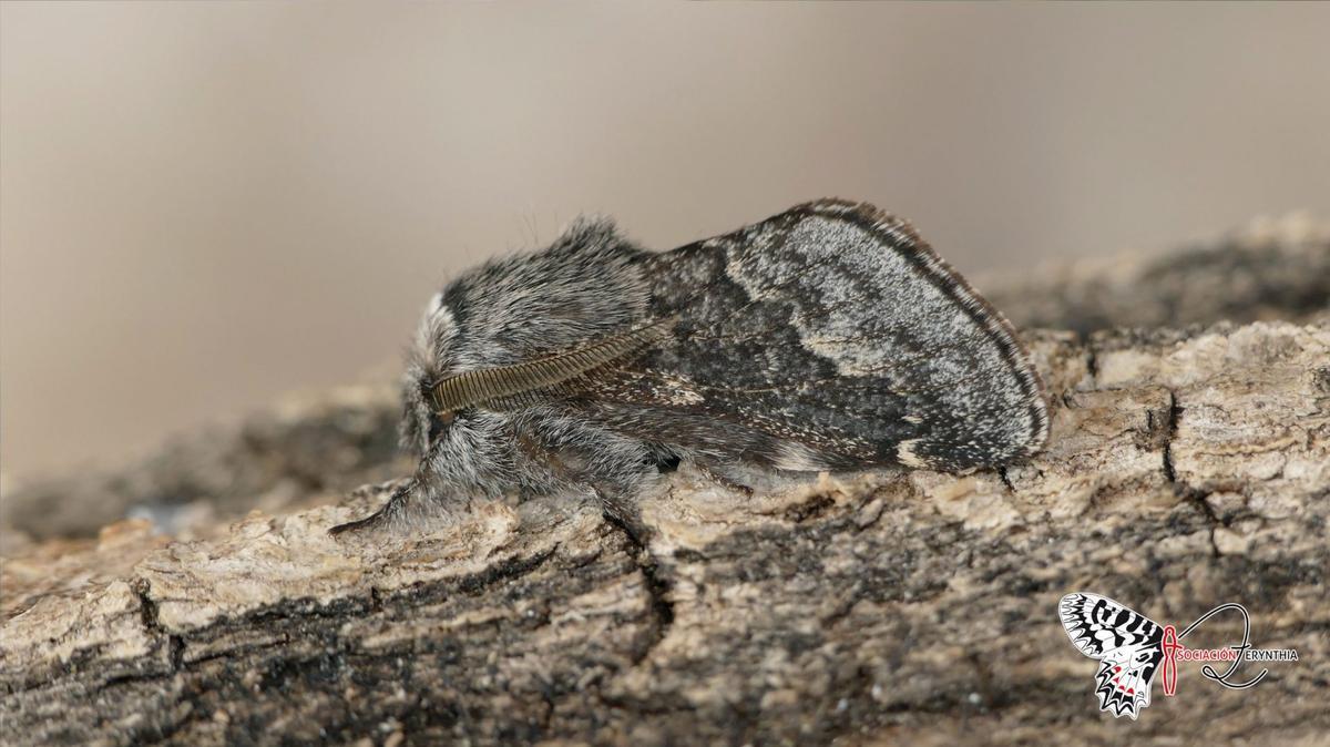 El Centro Entomológico Manuel Ortego busca facilitar los encuentros con el mundo de los insectos