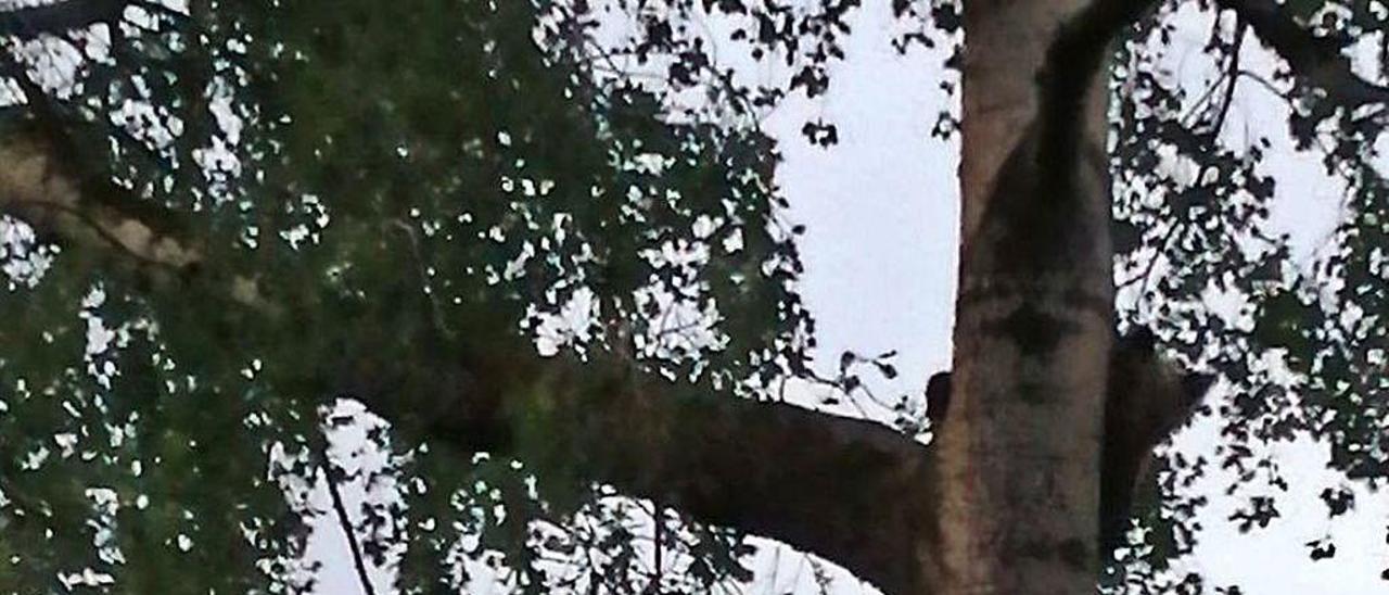El esbardo, subido a un árbol en La Vara.