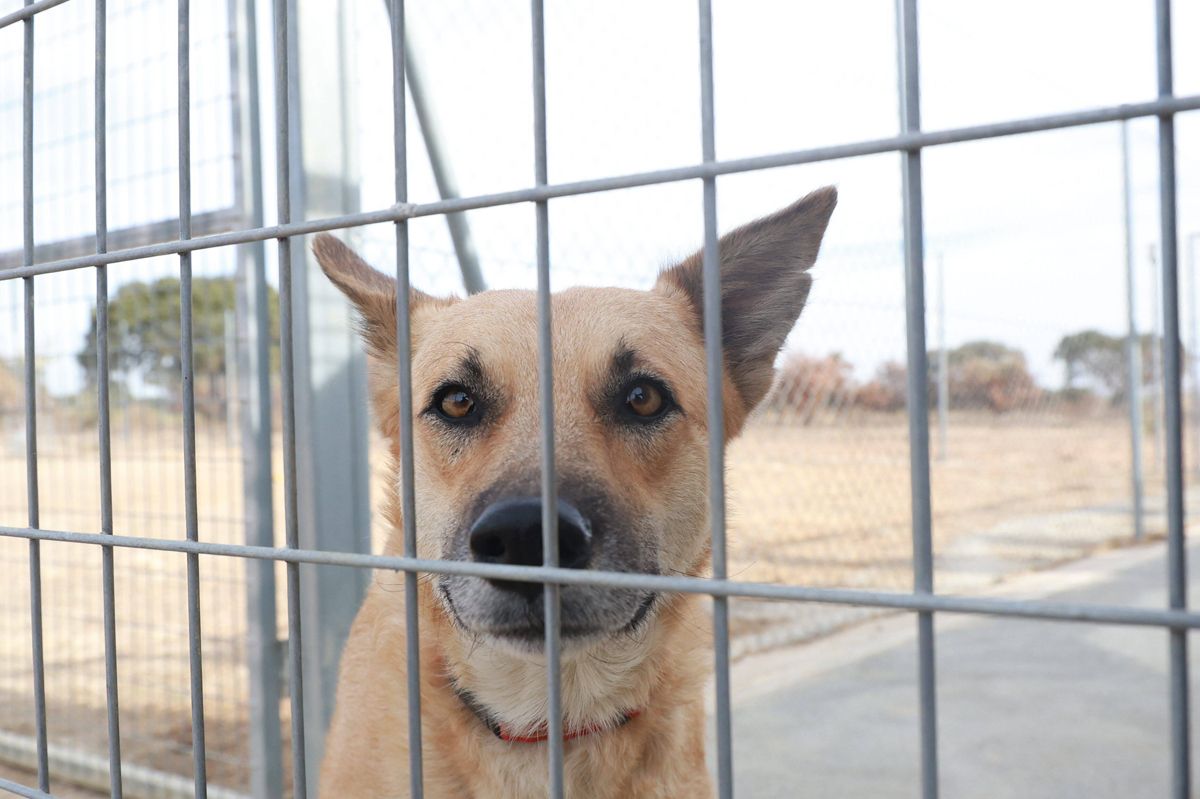 Fotogalería | Así es el nuevo albergue para animales de Cáceres