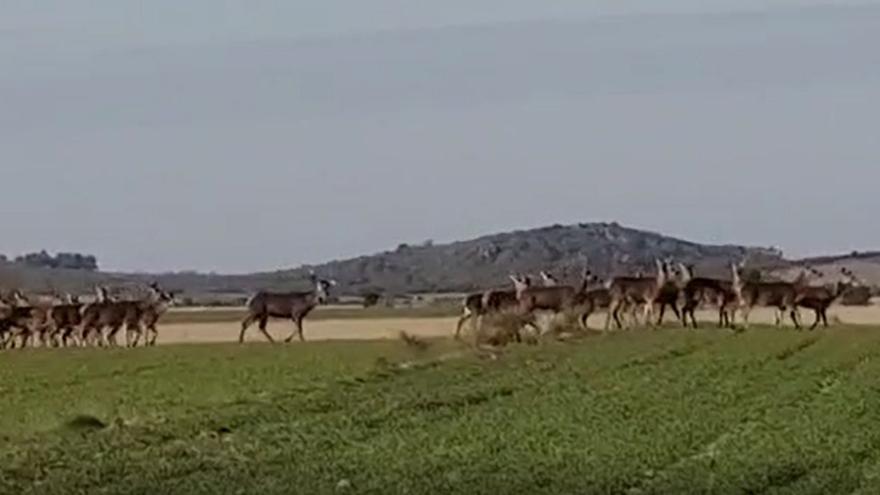 VÍDEO | Una espectacular manada de ciervos recorre el campo de Mahíde