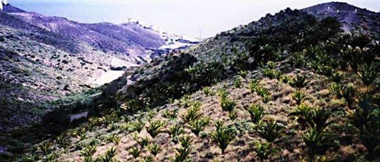 Imagen del palmeral de El Lasso en 1990. Muchas de esas palmeras han muerto.