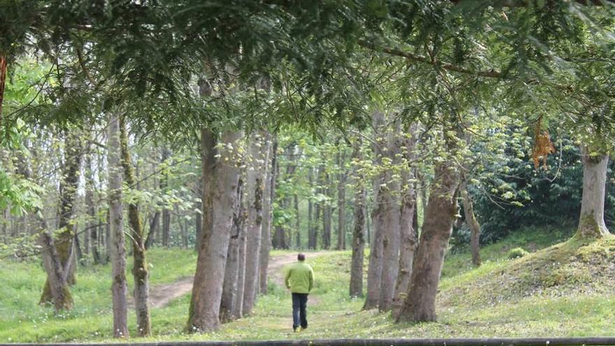 Un hombre paseando ayer por el parque de La Cebera de Lugones.