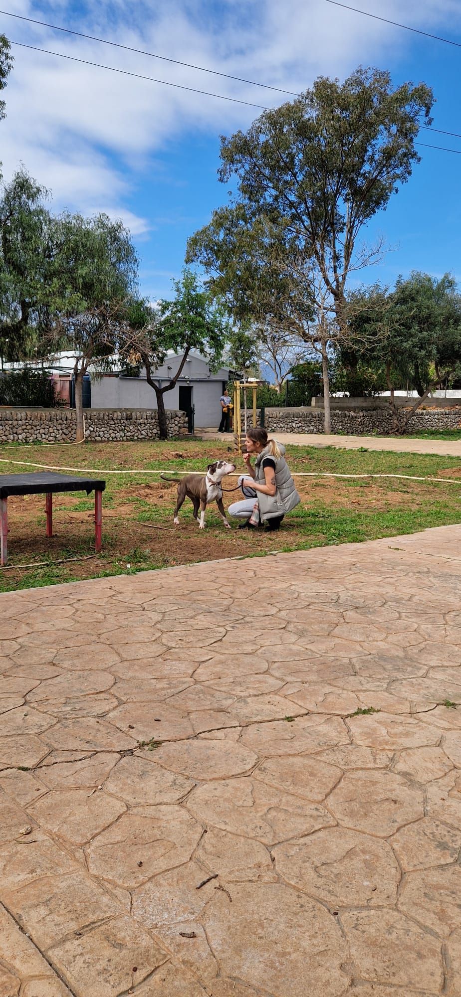 Así ha sido el desfile de Peluditos de Son Reus: Decenas de perros buscan un hogar en Mallorca