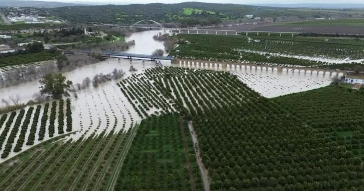 Campos de cítricos anegados por las inundaciones en Palma del Río.