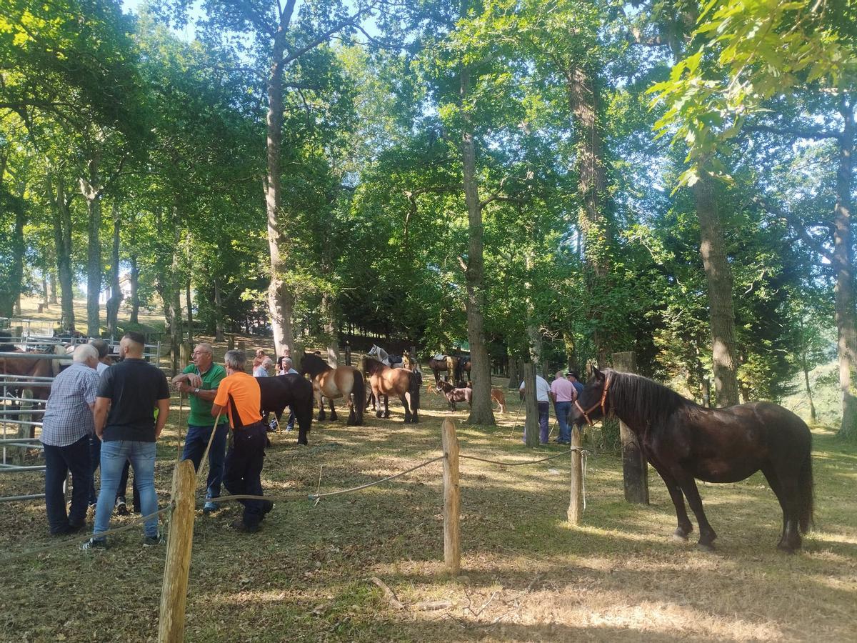 La feria sin vacas de San Pedro de Mallecina, en Salas, en imágenes