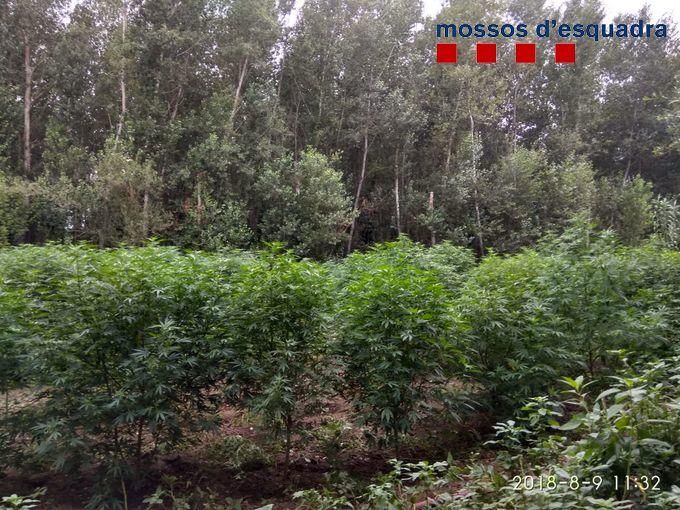 Plantacions de marihuana a tocar del Fluvià