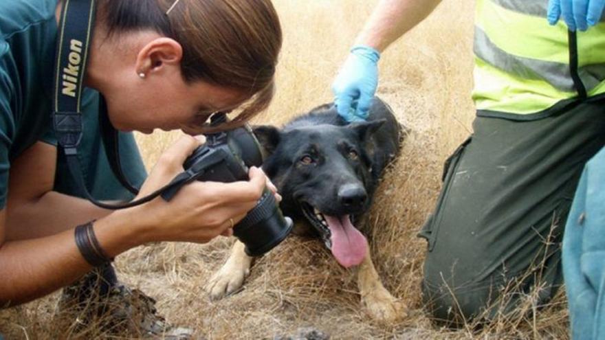 Una agente fotografía a un can rescatado con vida.