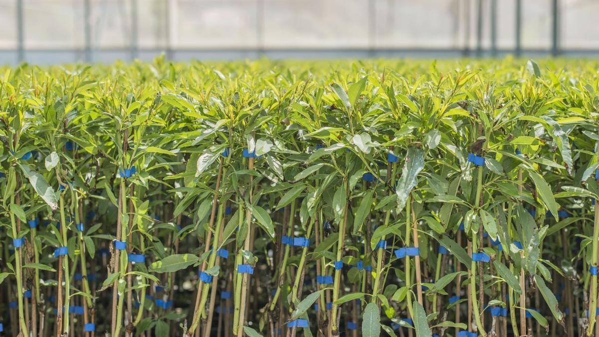 Plantas listas para ser comercializadas tras el proceso desarrollado en los laboratorios y los invernaderos de Agromillora.