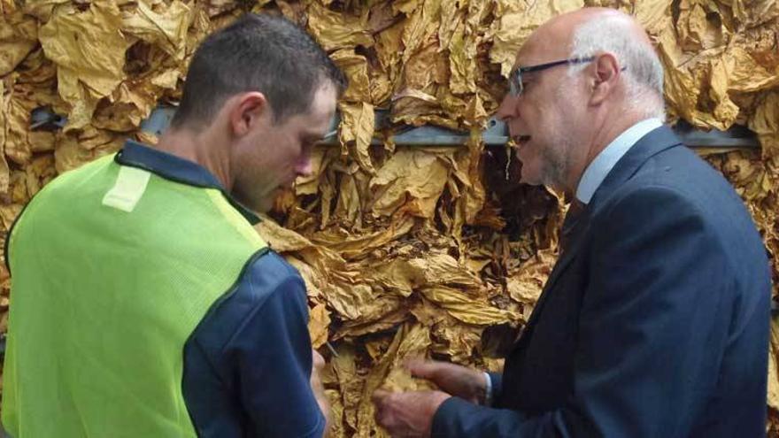 Echávarri apela a la unidad para conseguir que el tabaco siga siendo viable en Extremadura