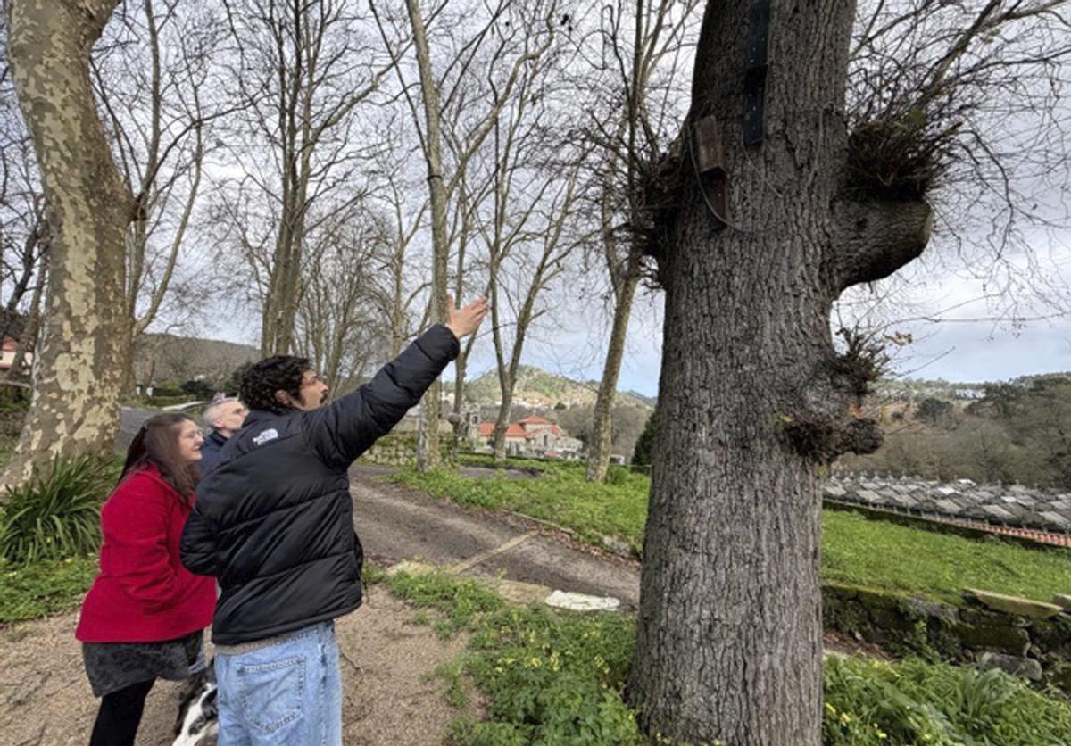 La alcaldesa, el edil de Medio Ambiente y un técnico en podas, revisando ayer la arboleda de Darbo. | G.NÚÑEZ