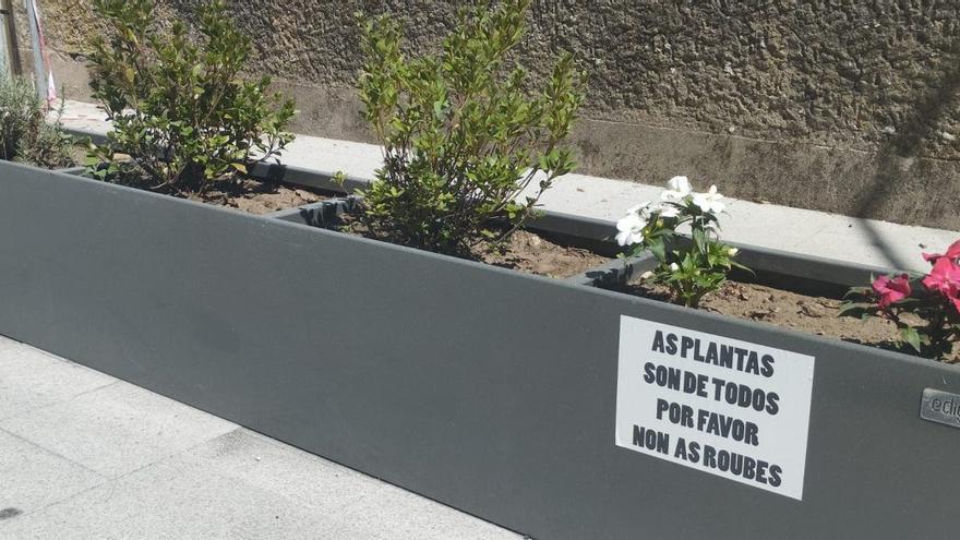 Una petición de civismo para  frenar a los ladrones de plantas