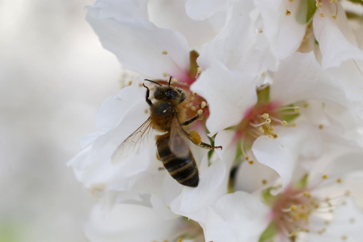 Almendros en flor, un espectáculo de la naturaleza