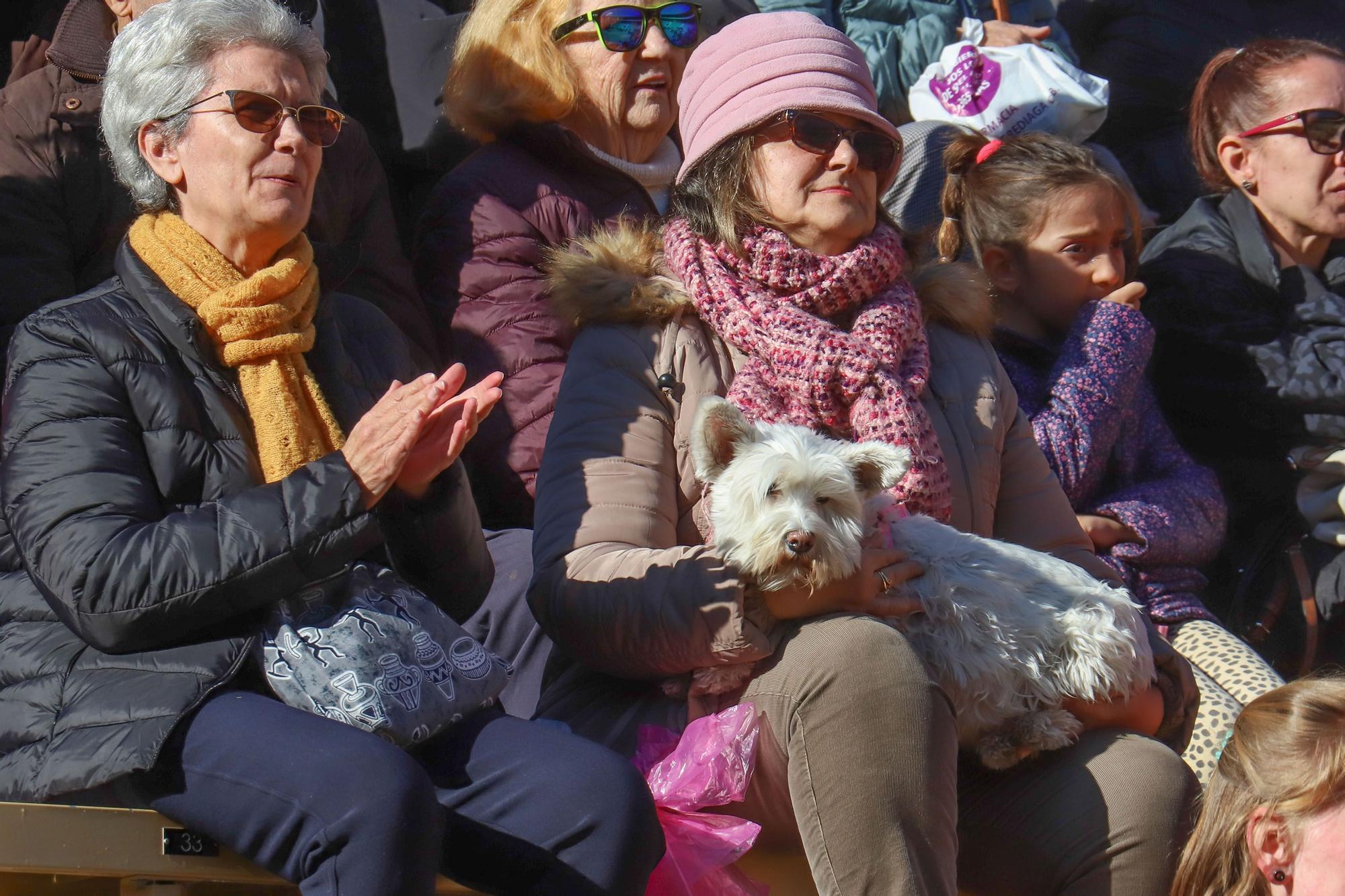 Concurso ecuestre y Bendición de animales por San Antón en Alicante