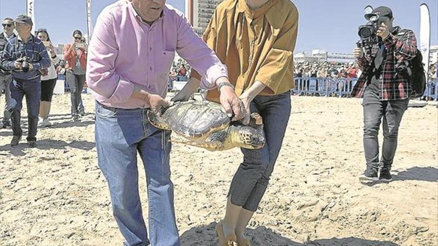 Seguimiento por satélite de cinco tortugas para preservar la especie