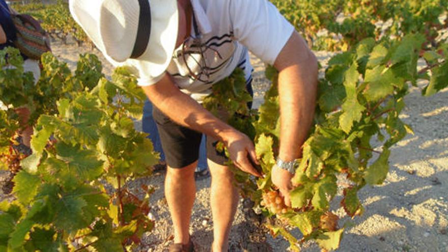 La sequía reducirá hasta un 30 % la producción de vino en la C. Valenciana