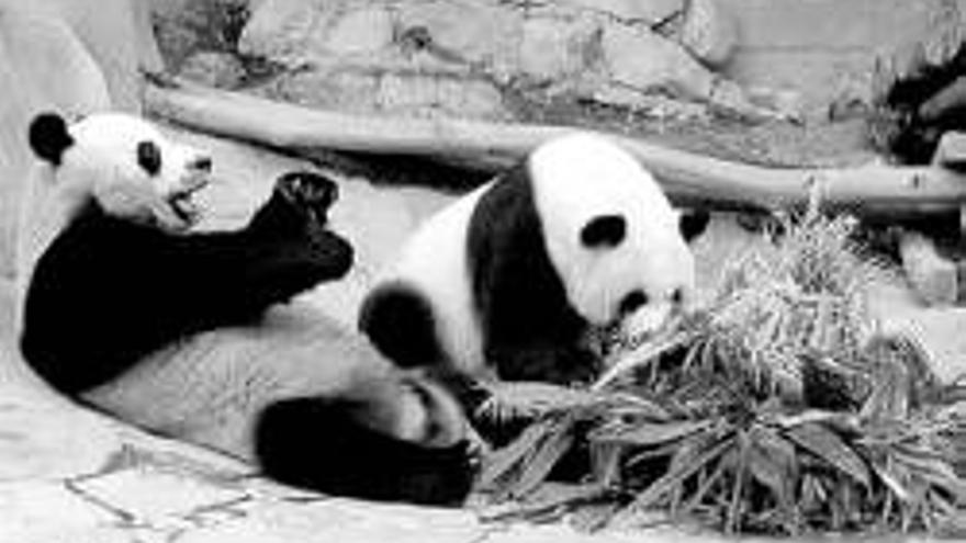 La inseminación artificial logra un ´boom´ de osos pandas en China