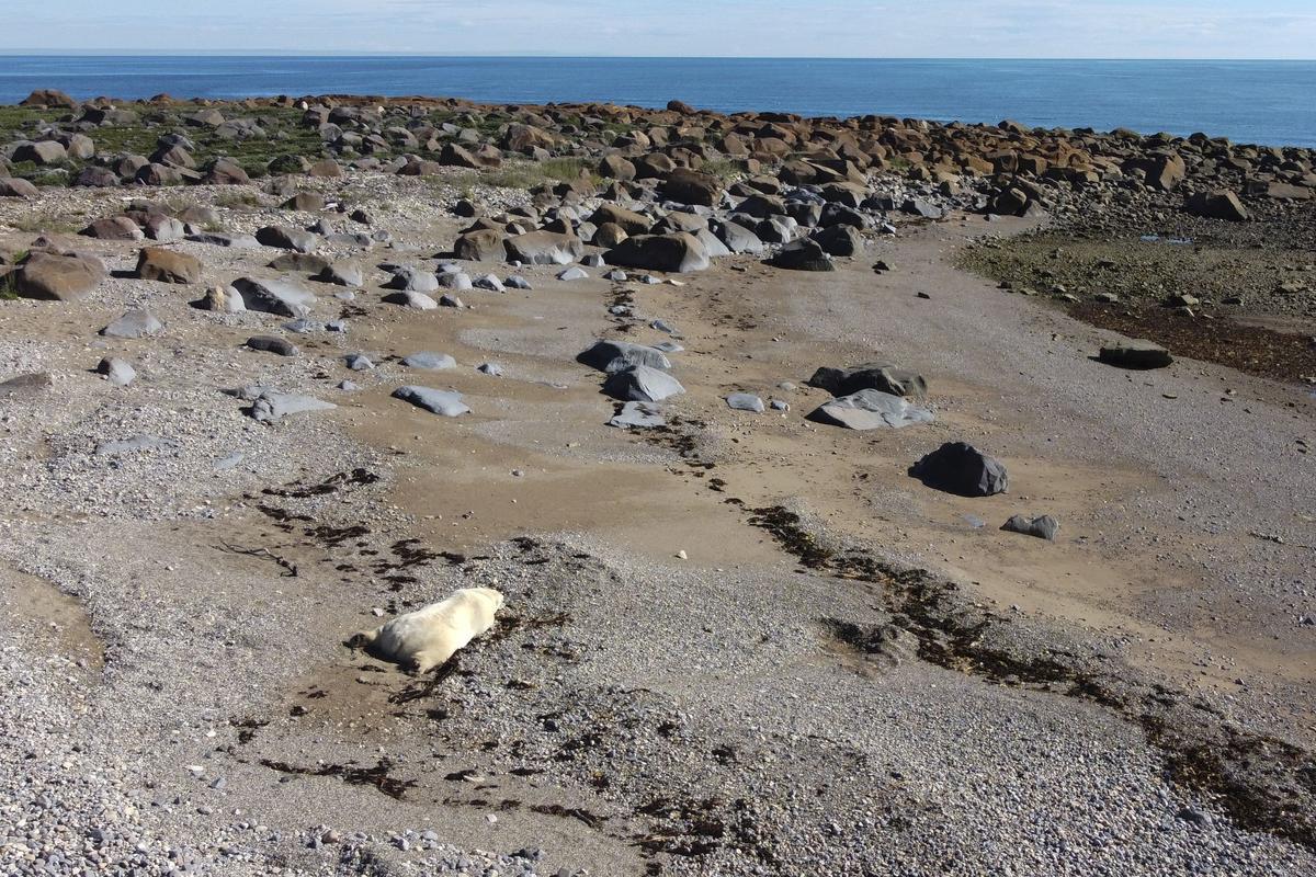 Así viven los osos polares en Hudson Bay, cerca de Churchill (Canadá).