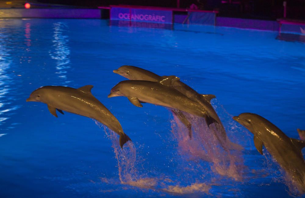 Estreno de las Noches de l'Oceanogràfic