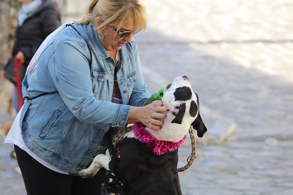 Es Mercat Vell acoge una jornada de adopción responsable promovida por el Centro de Protección Animal de sa Coma.