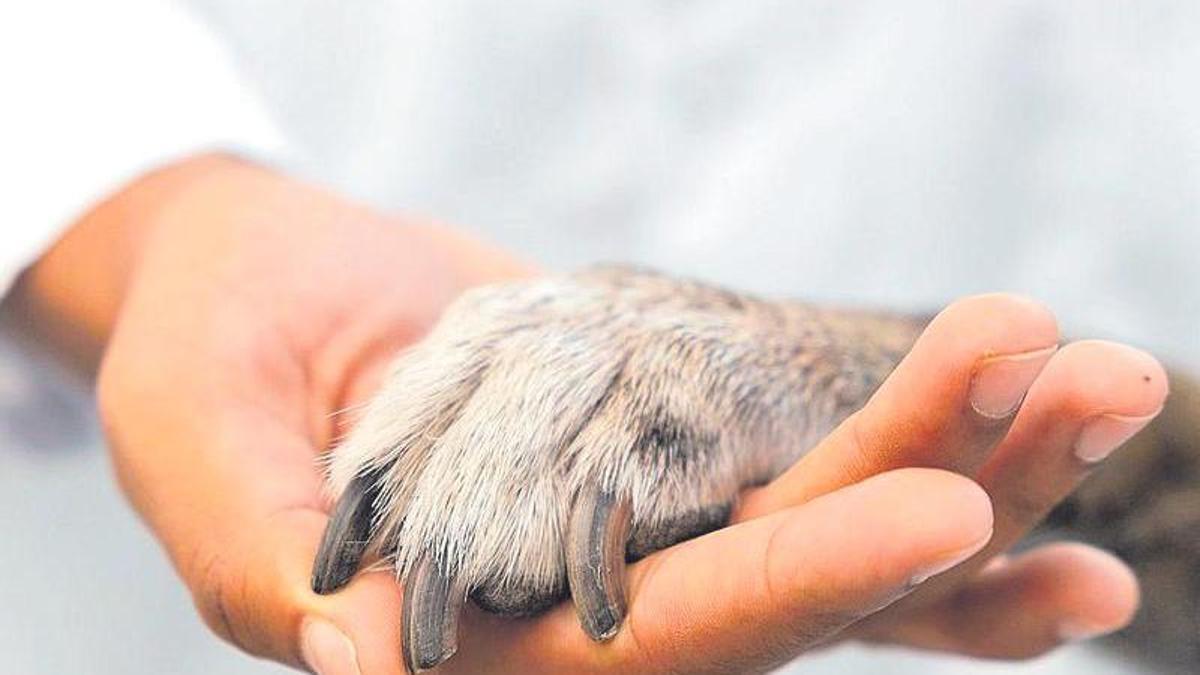 España es hoy el país de la UE que más titulados en Veterinaria tiene por millón de habitantes.