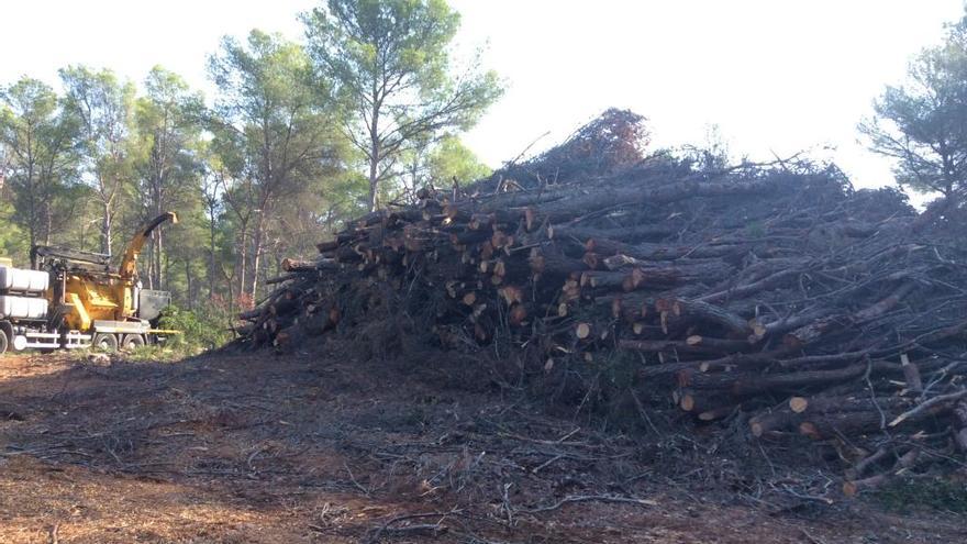 Pinos apilados tras la tala llevada a cabo en los terrenos privados del bosque del Rebaldí