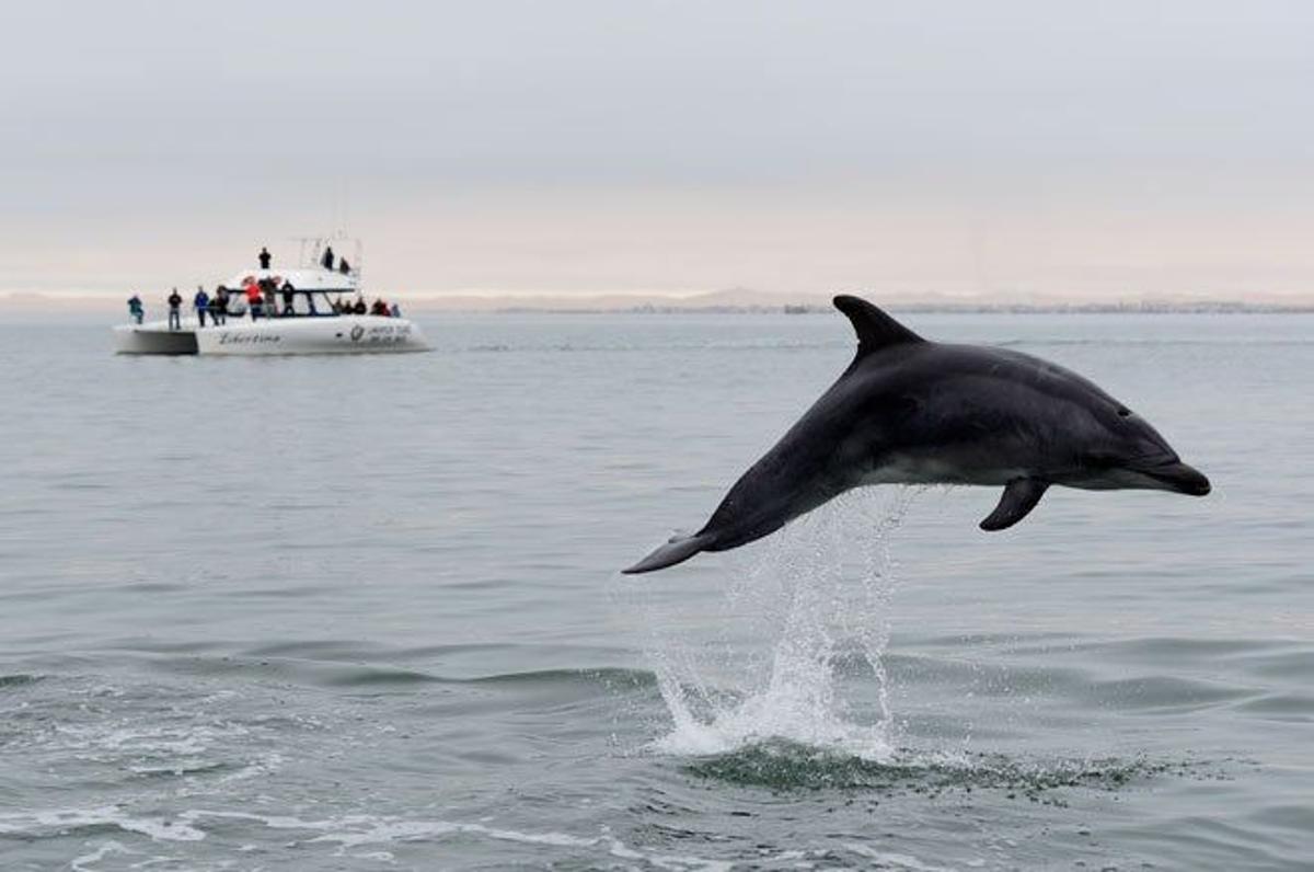 Walvis bay, delfines y peces luna