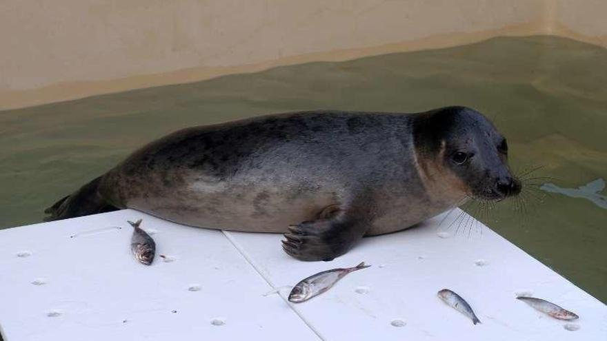 &quot;Lucero&quot;, uno de los lobos marinos recuperados en el Igafa de A Illa. // Noé Parga